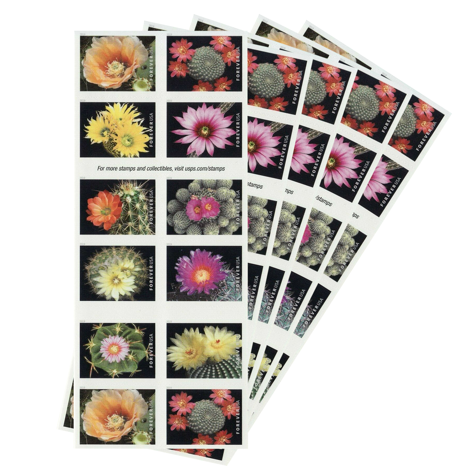 Cactus Flowers