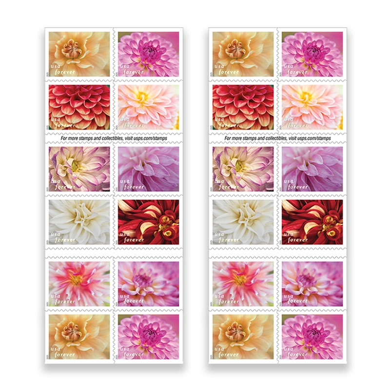 Dahlias
