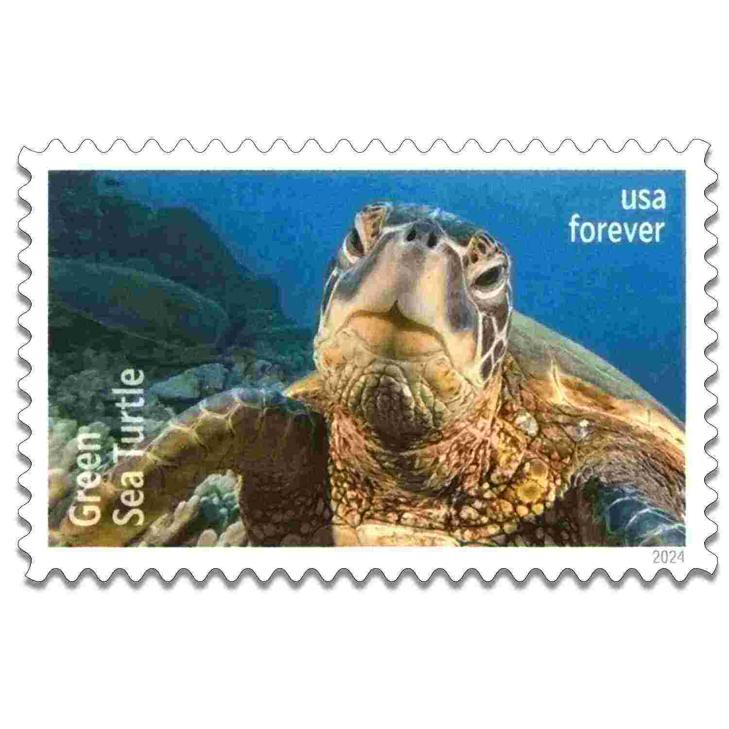 Protect Sea Turtles