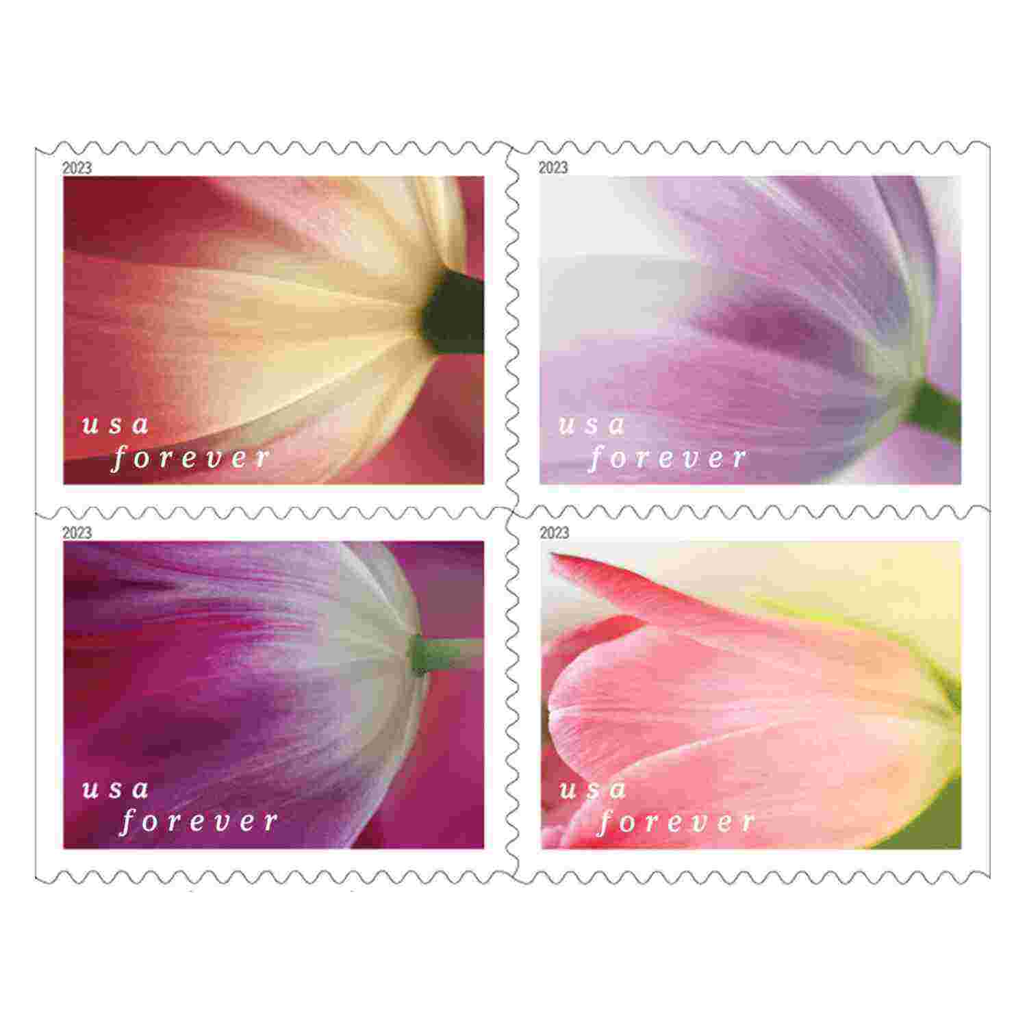 Tulip Blossoms